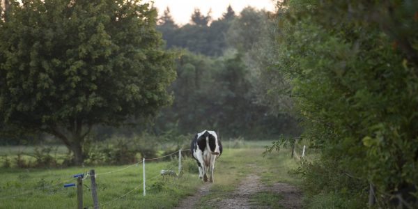 Bomen_Sabine_Grootendorst08