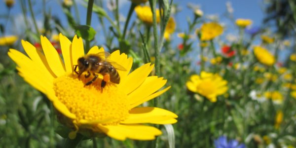 Beeld: bloemen en insecten